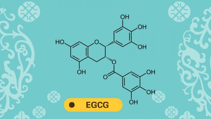 Epigallocatechingallate 表没食子儿茶素没食子酸脂 